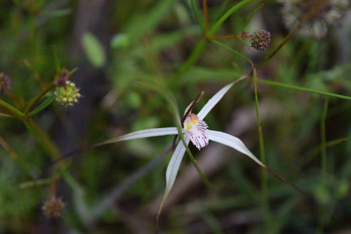 Caladenia - Orchid-spider-0002.JPG